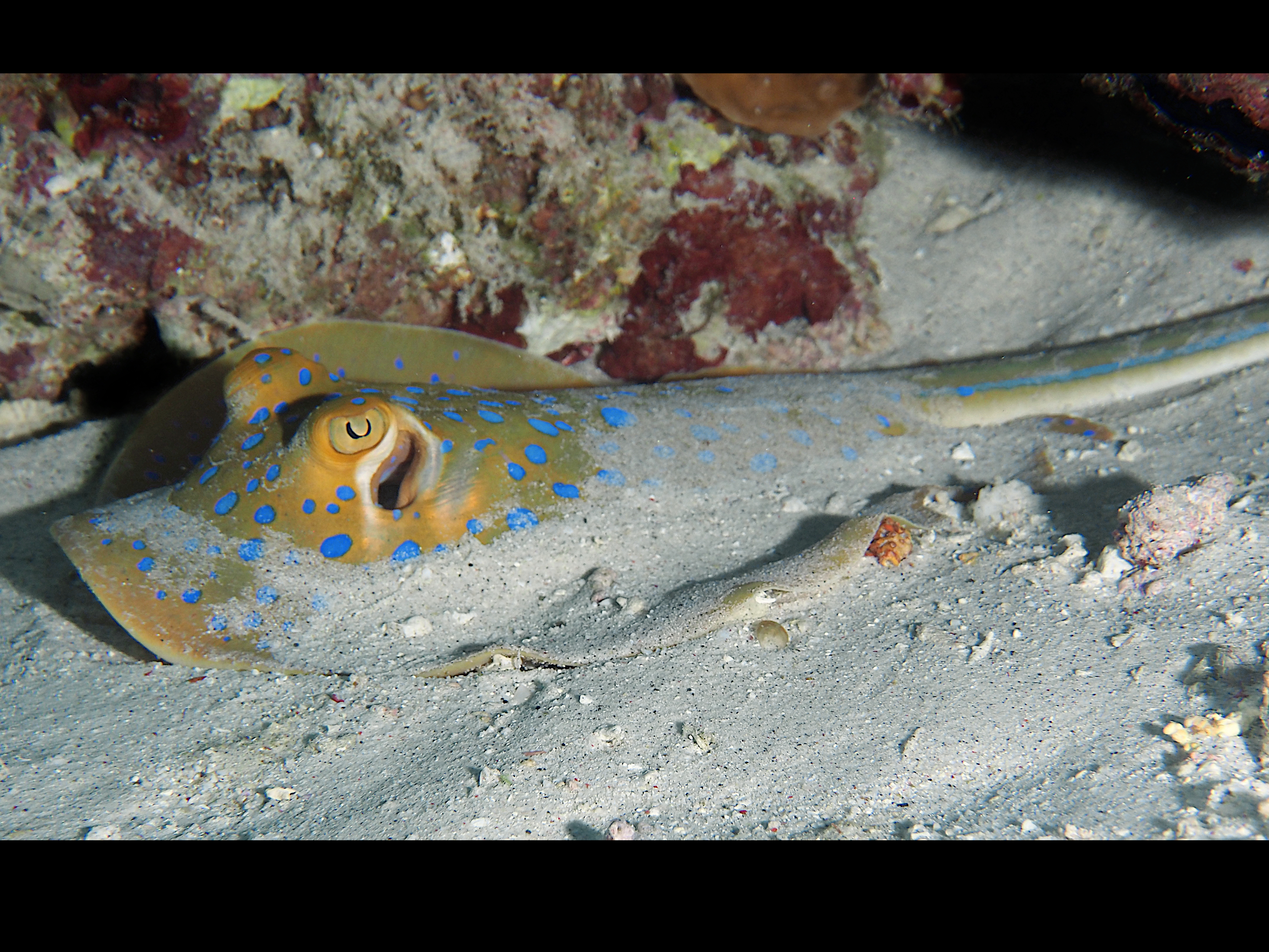 Bluespotted Ribbontail Ray - Taeniura lymma