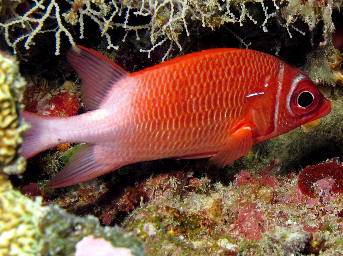 Tailspot Squirrelfish - Sargocentron caudimaculatum