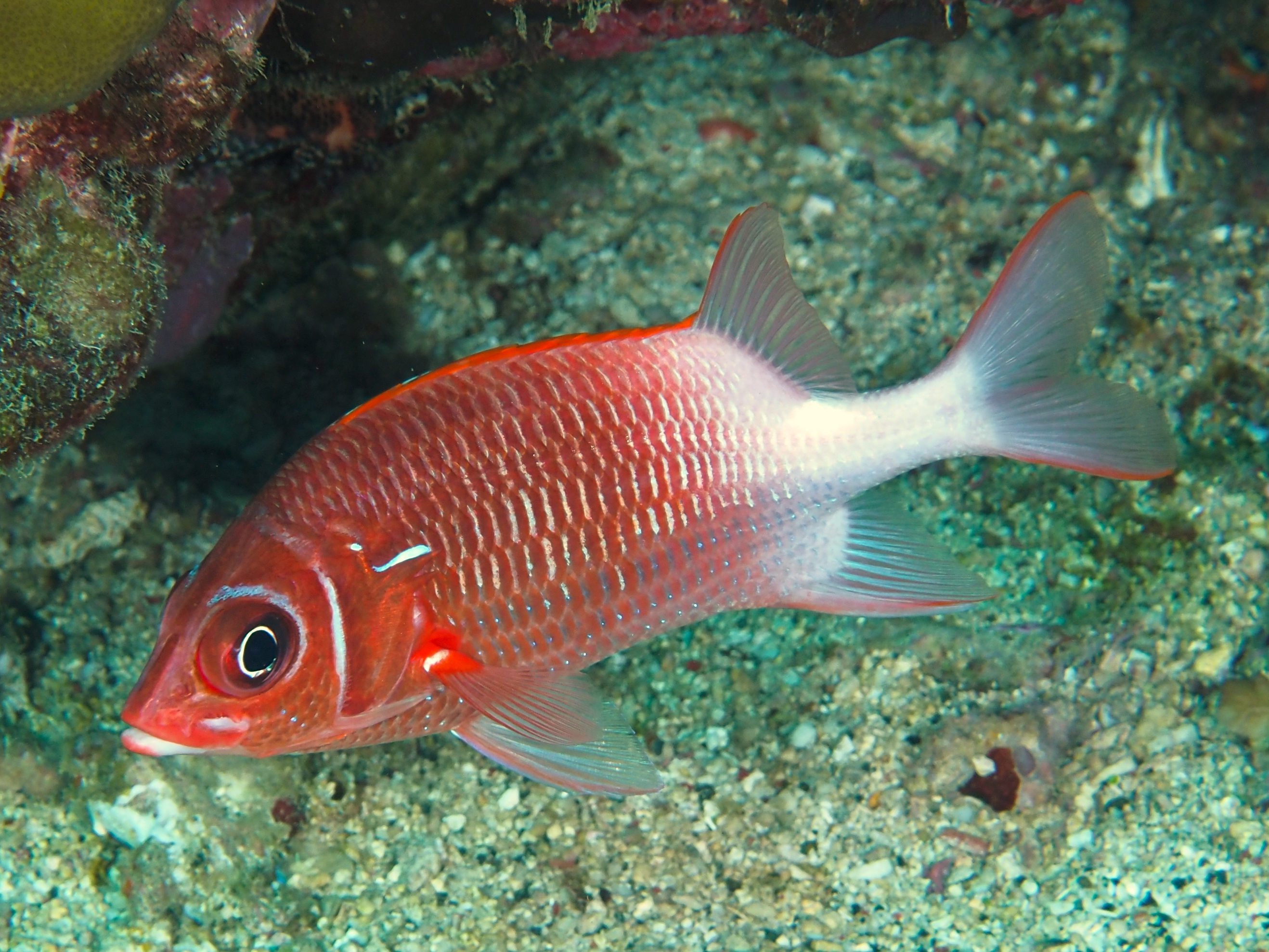 Tailspot Squirrelfish - Sargocentron caudimaculatum