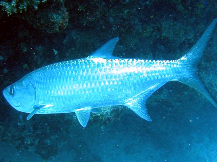 Atlantic Tarpon - Megalops atlanticus