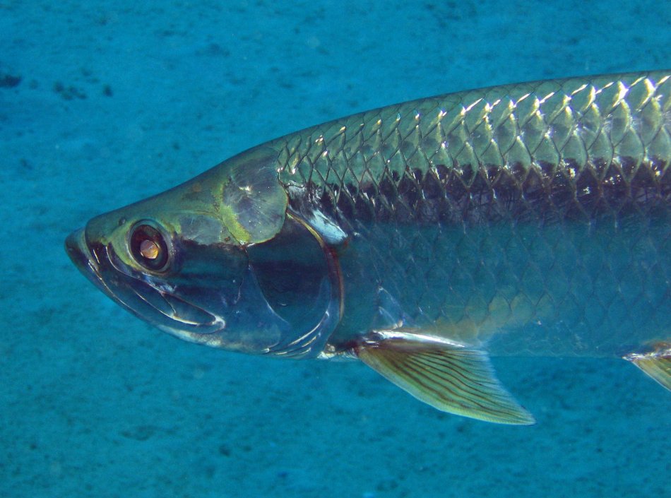 Atlantic Tarpon - Megalops atlanticus