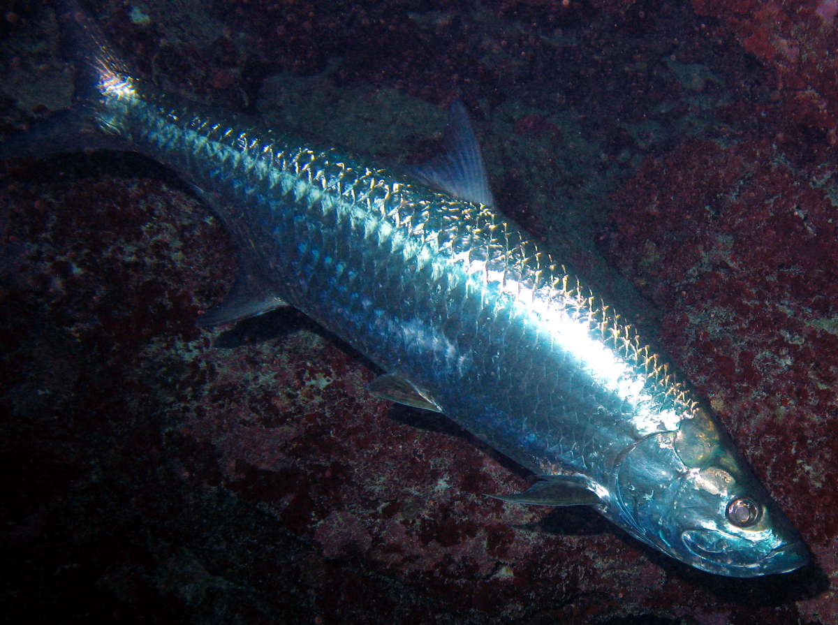 Atlantic Tarpon - Megalops atlanticus