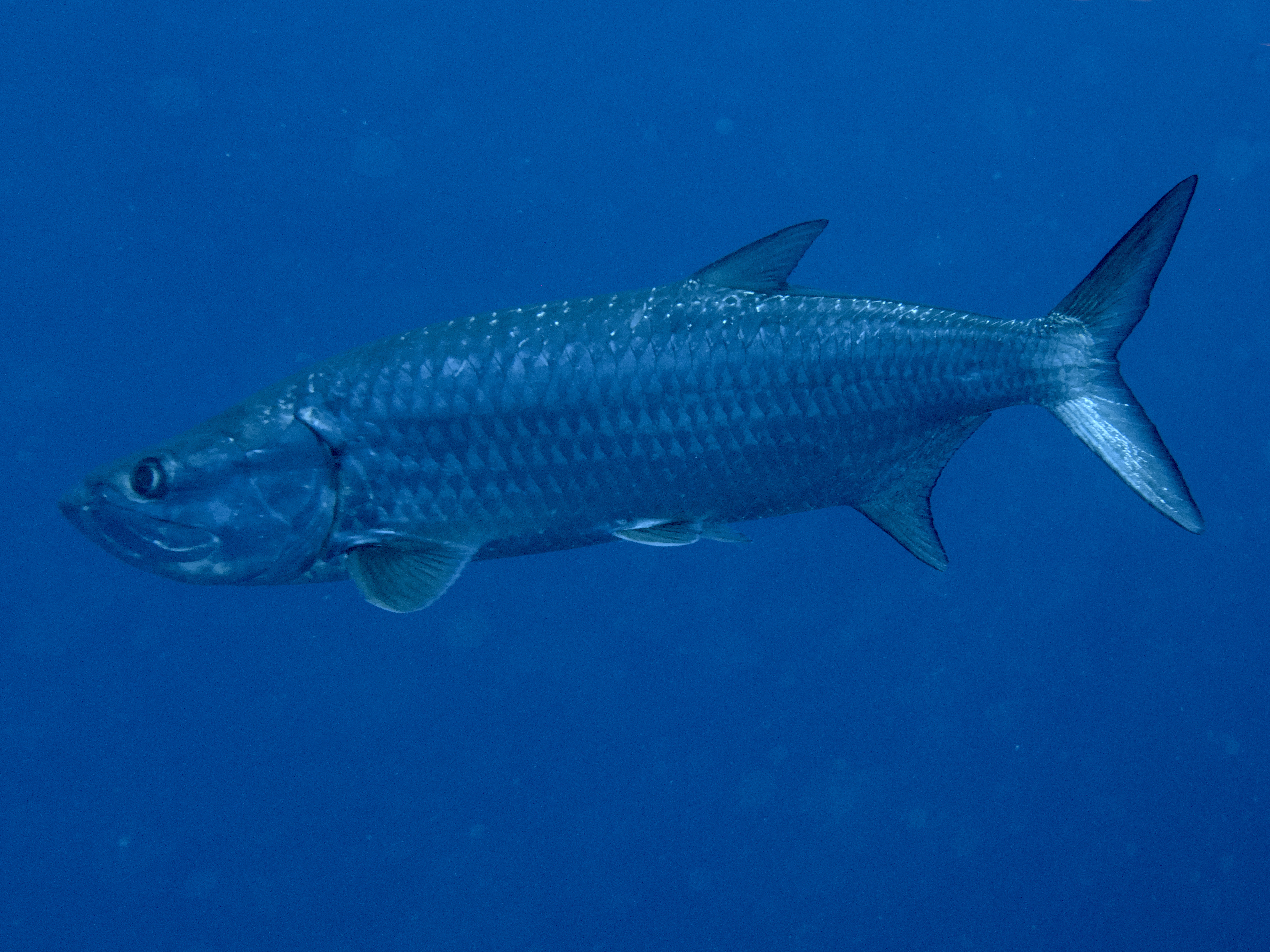 Atlantic Tarpon - Megalops atlanticus
