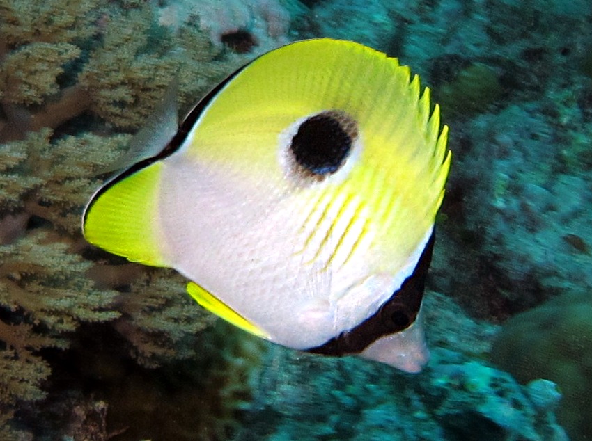 Teardrop Butterflyfish - Chaetodon unimaculatus