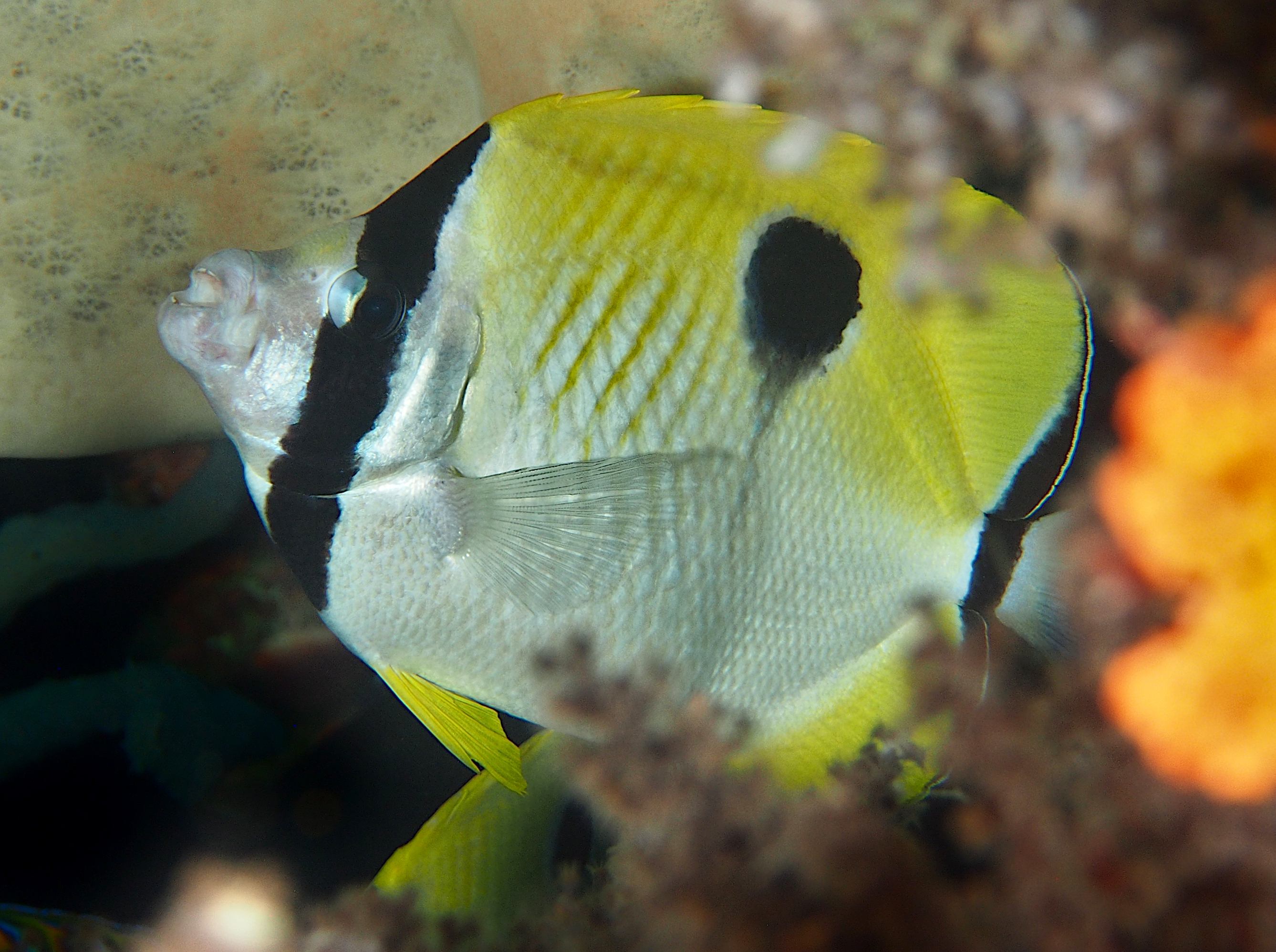 Teardrop Butterflyfish - Chaetodon unimaculatus