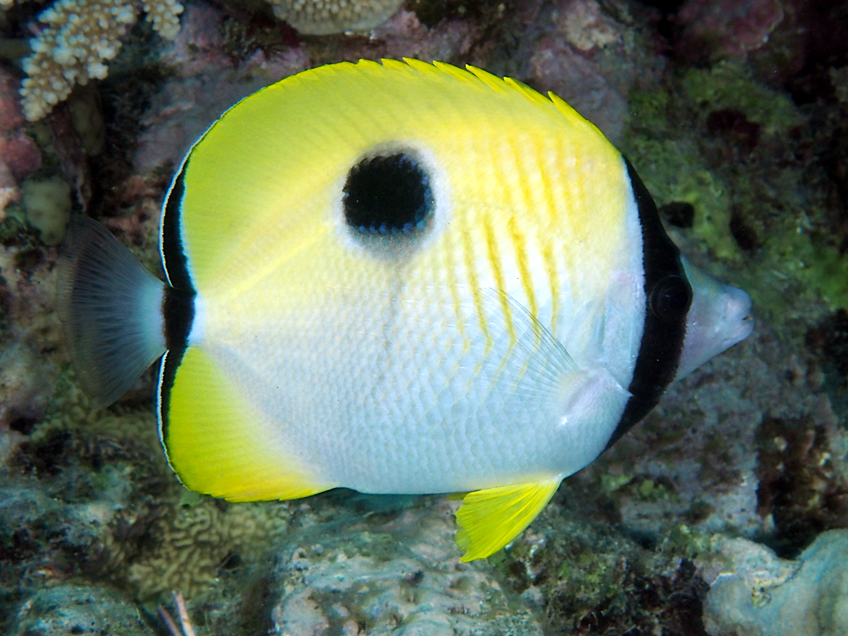 Teardrop Butterflyfish - Chaetodon unimaculatus