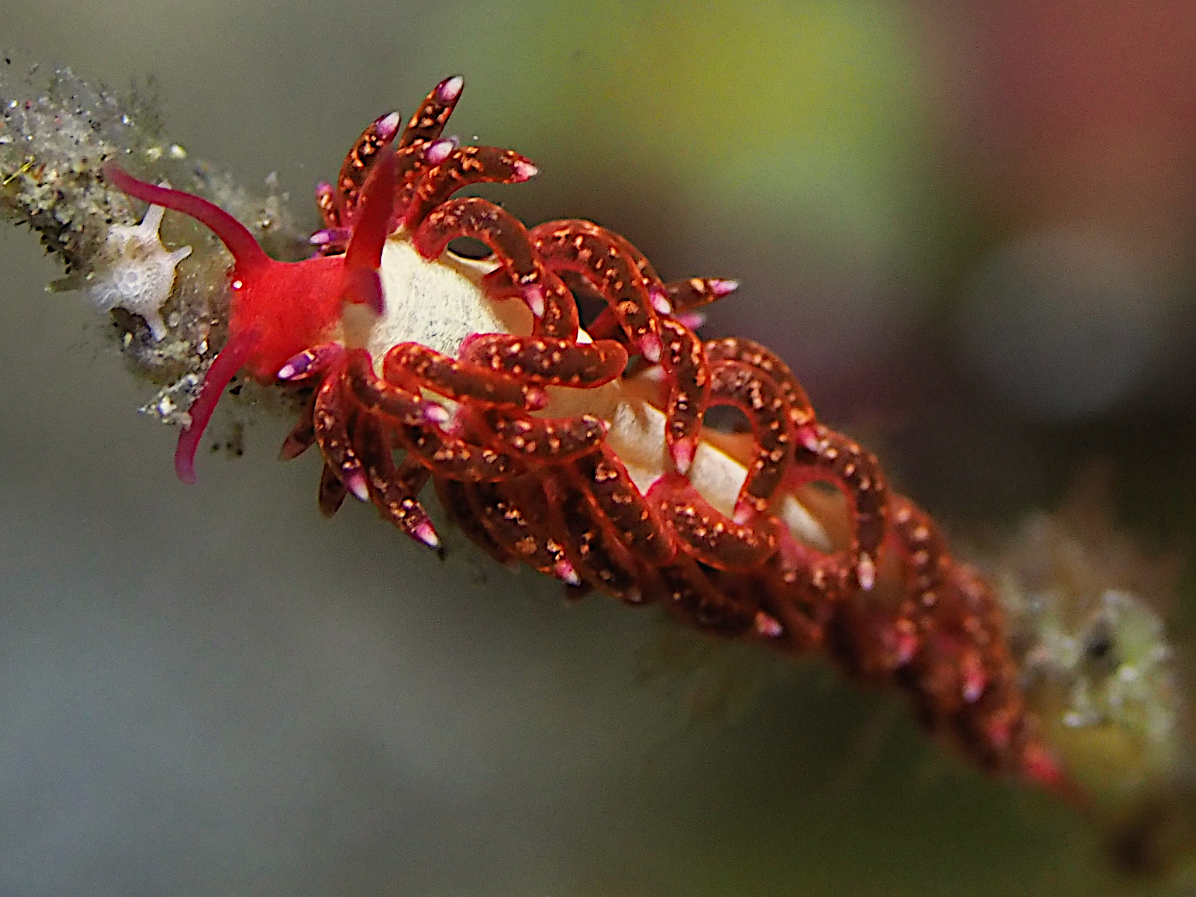 Tenellia sp. 2 - Tenellia sp. 2 - Bali, Indonesia