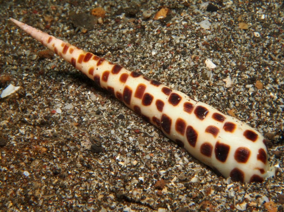 Subulate auger - Terebra subulata - Lembeh Strait, Indonesia