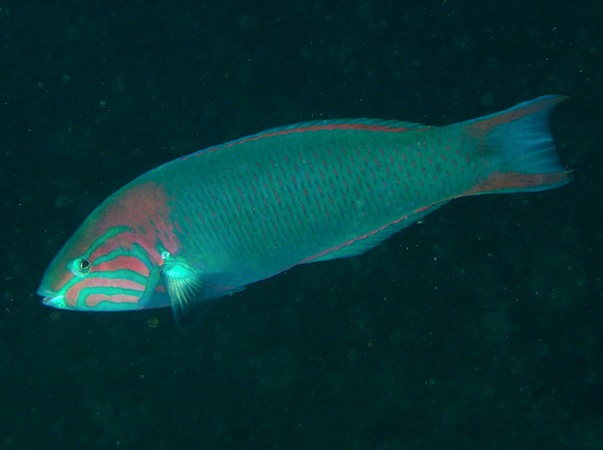 Sunset Wrasse - Thalassoma grammaticum - Cabo San Lucas, Mexico