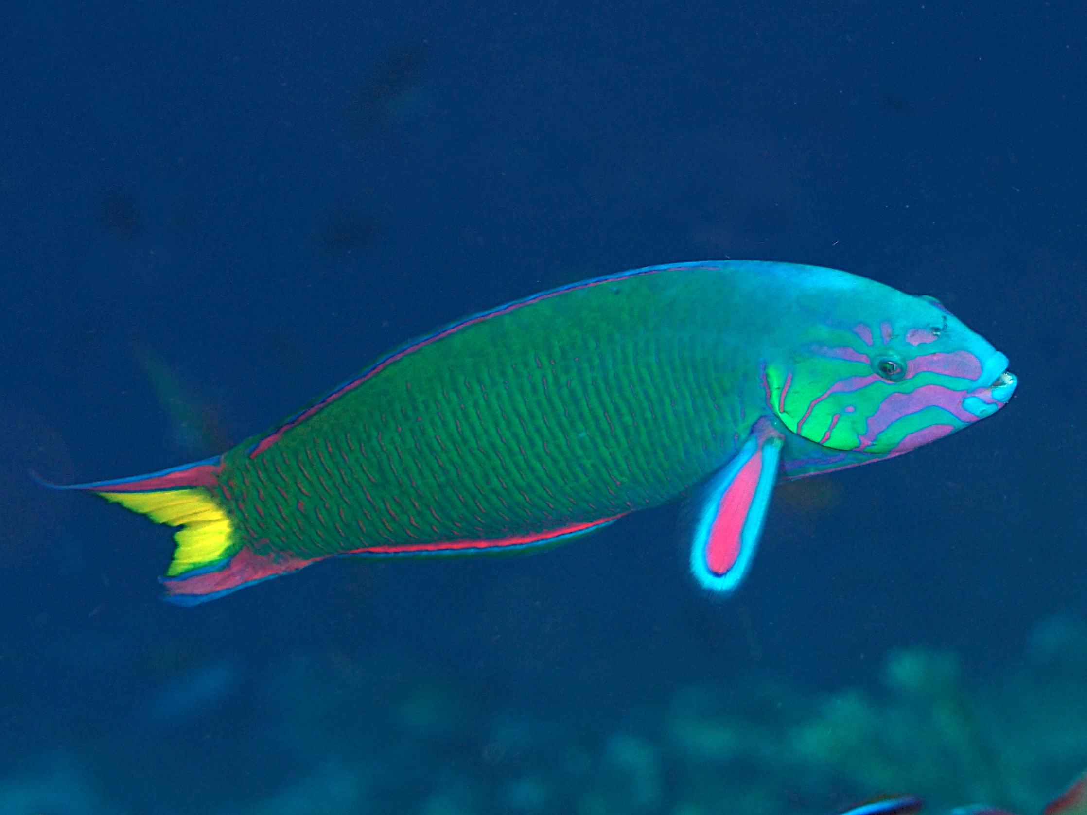 Moon Wrasse - Thalassoma lunare