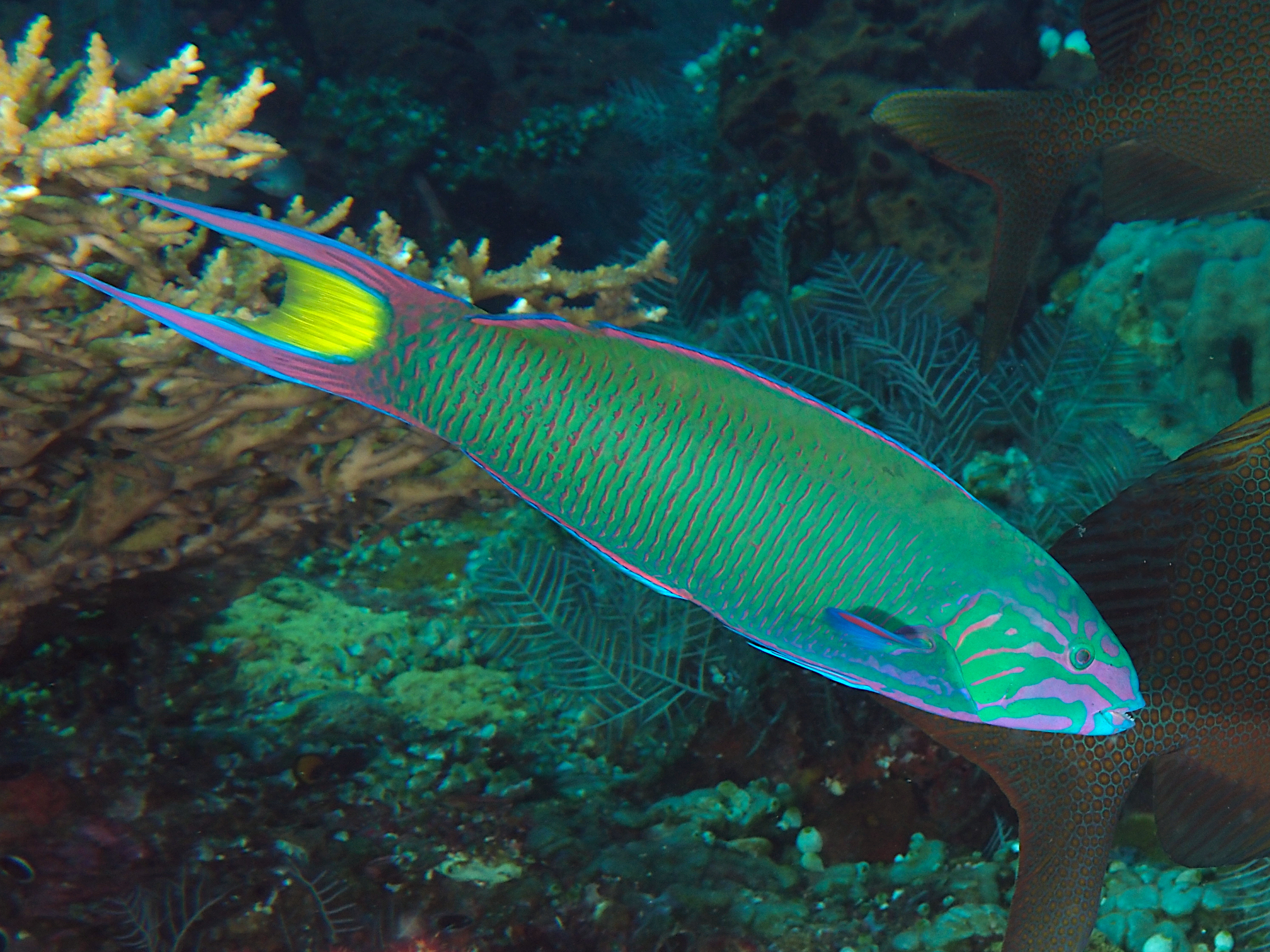 Moon Wrasse - Thalassoma lunare