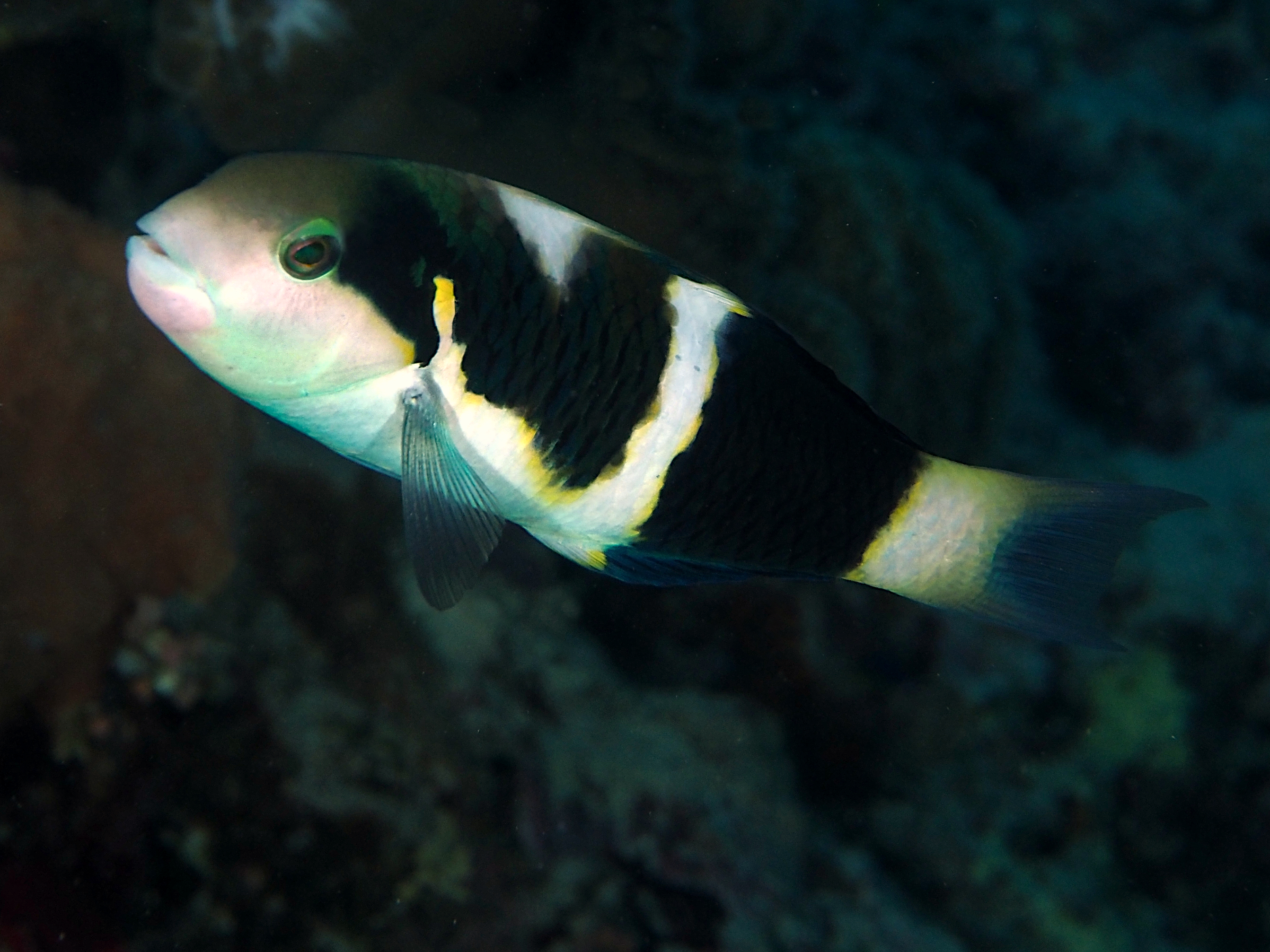 Blackbar Wrasse - Thalassoma nigrofasciatum - Great Barrier Reef, Australia