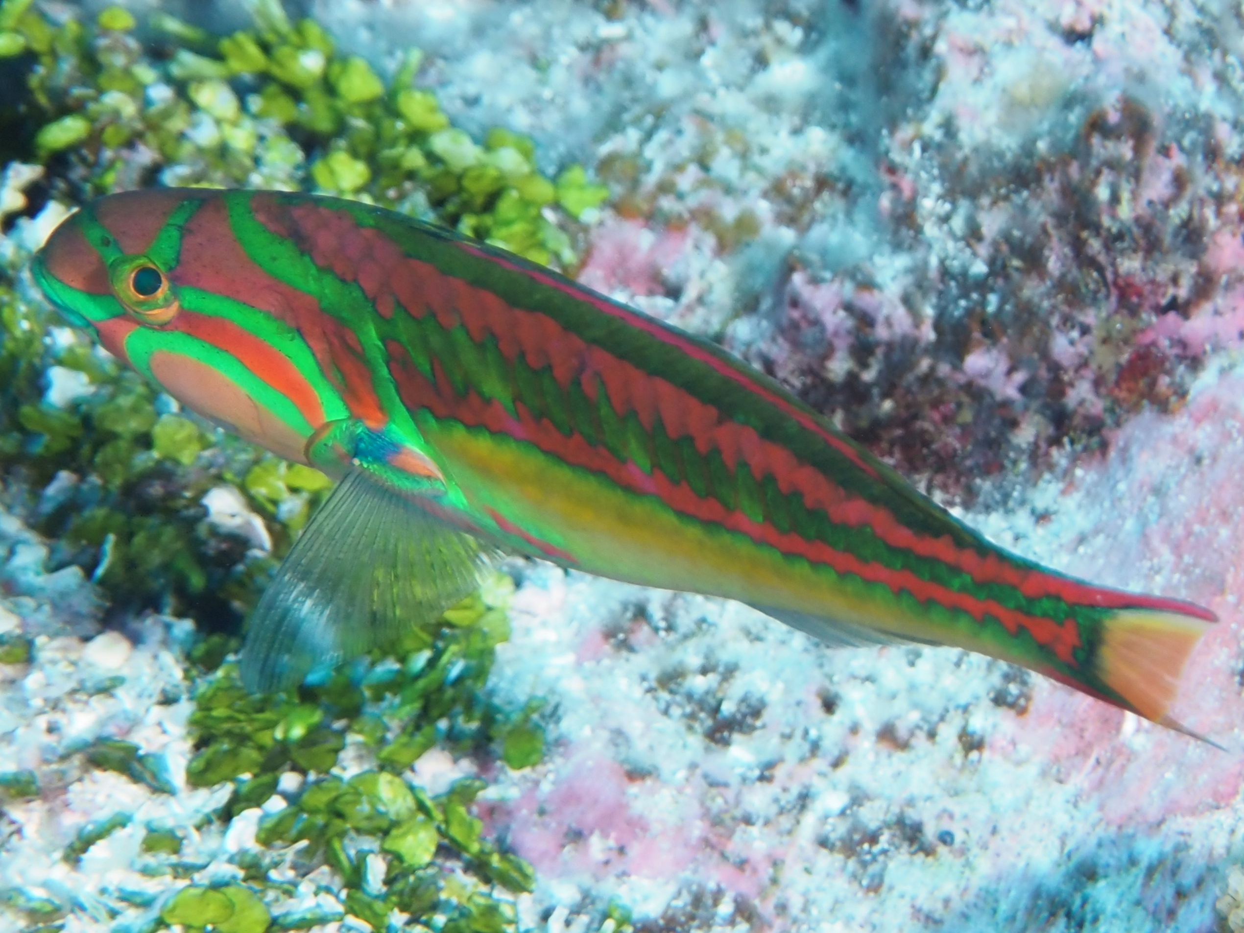Fivestripe Wrasse - Thalassoma quinquevittatum - Rangiroa, French Polynesia