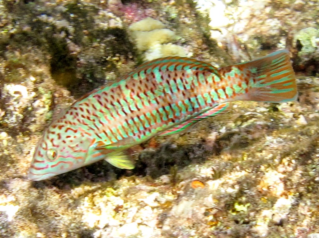 Ladder Wrasse - Thalassoma trilobatum - Maui, Hawaii