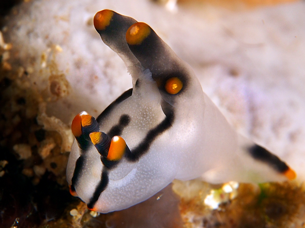 Painted Thecacera - Thecacera picta - Anilao, Philippines