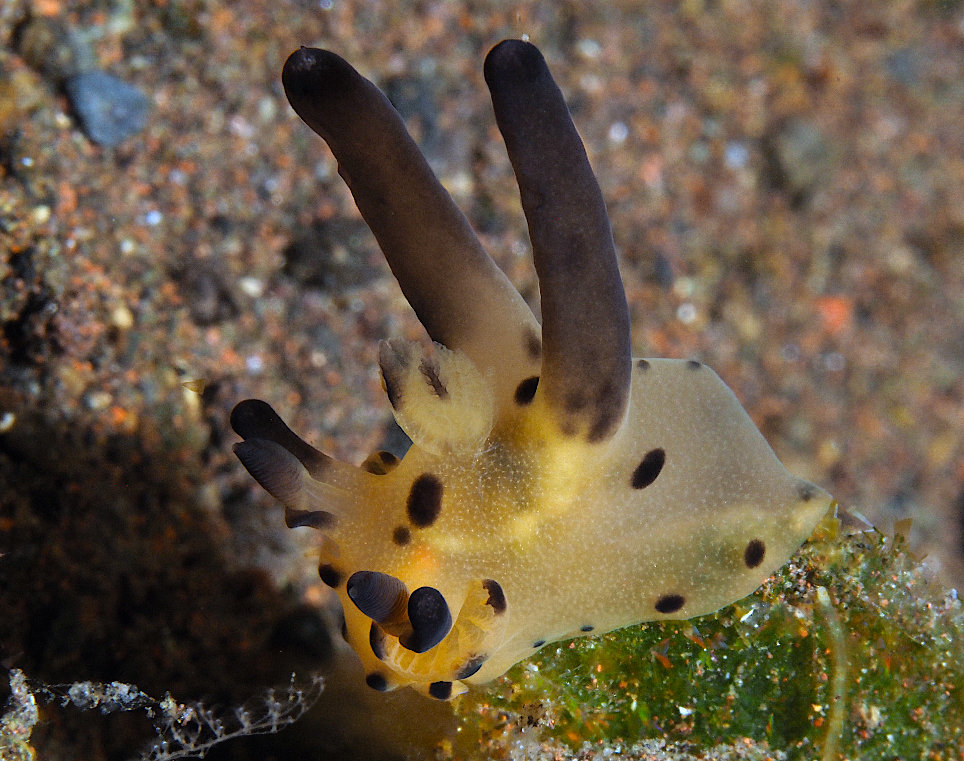 Black-Horn Tecacera - Thecacera sp.2