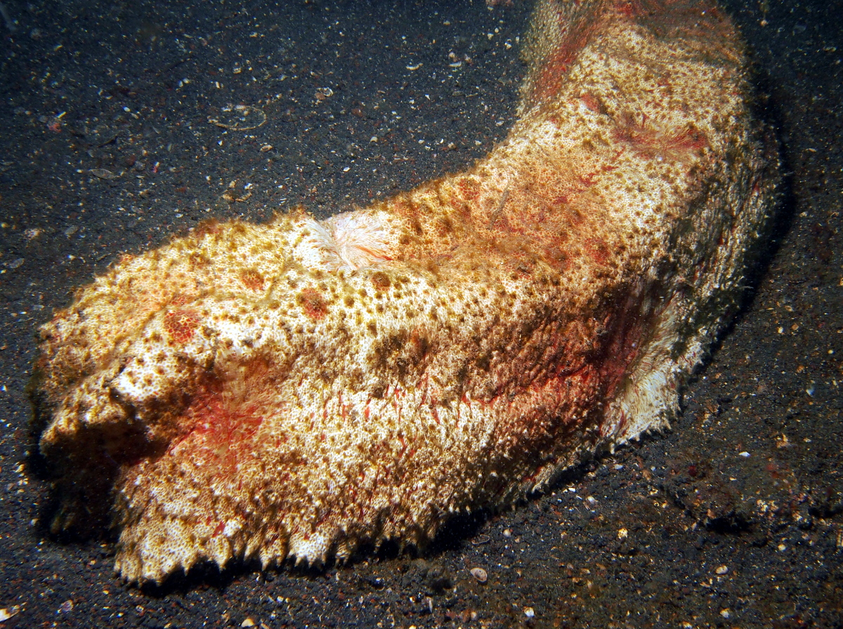 Giant Sea Cucumber - Thelenota anax