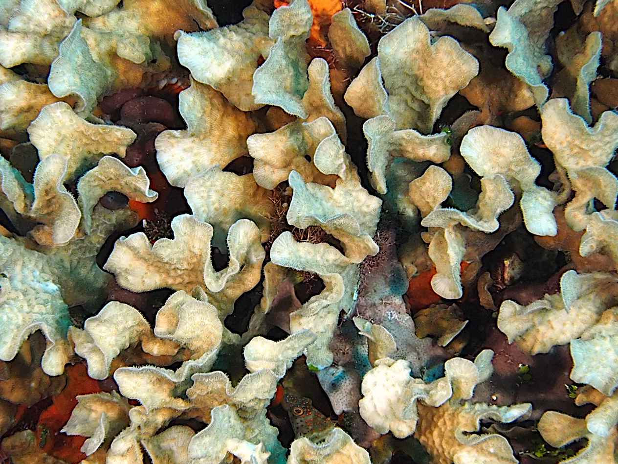 Thin Leaf Lettuce Coral - Agaricia tenuifolia