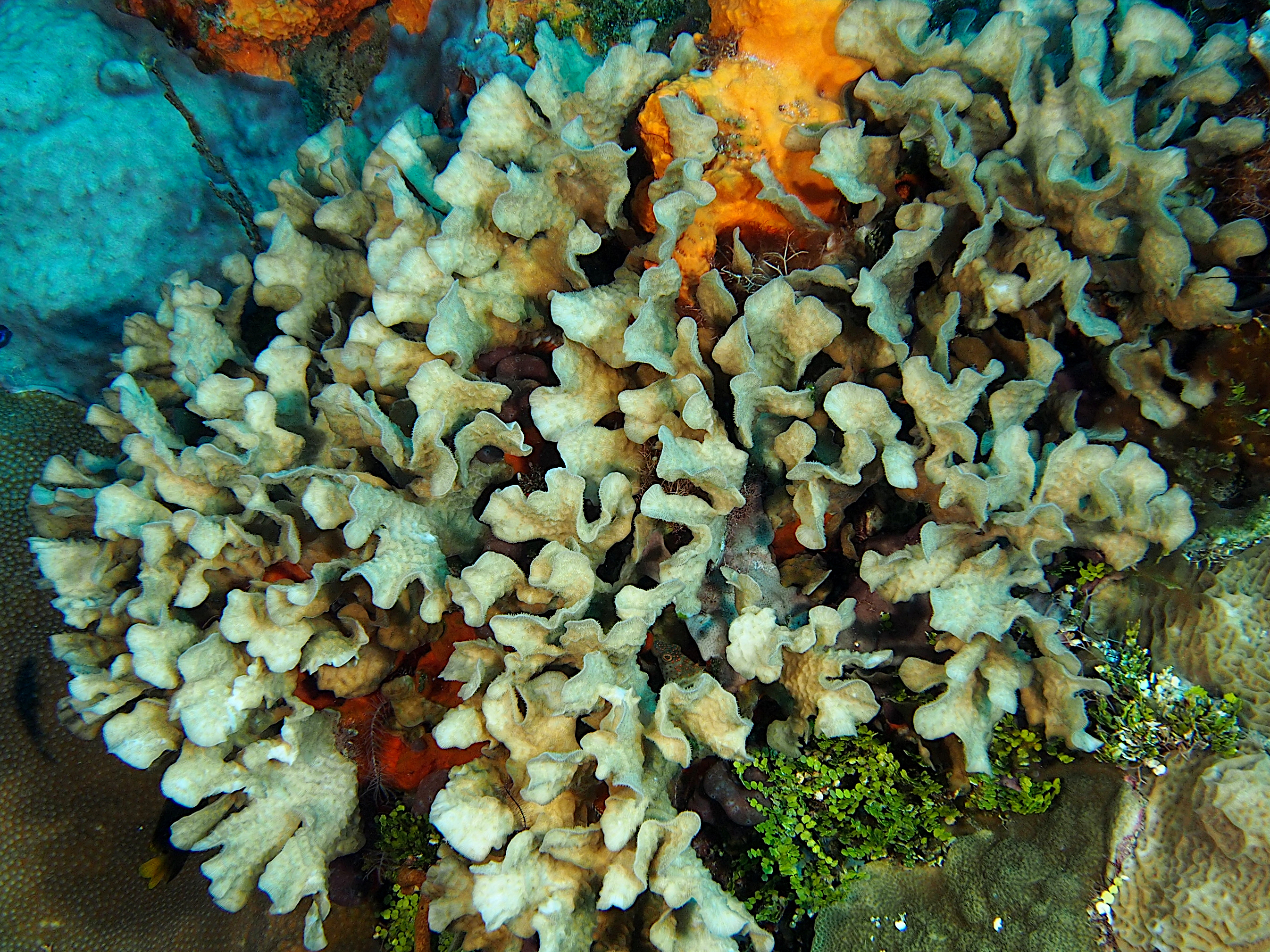 Thin Leaf Lettuce Coral - Agaricia tenuifolia