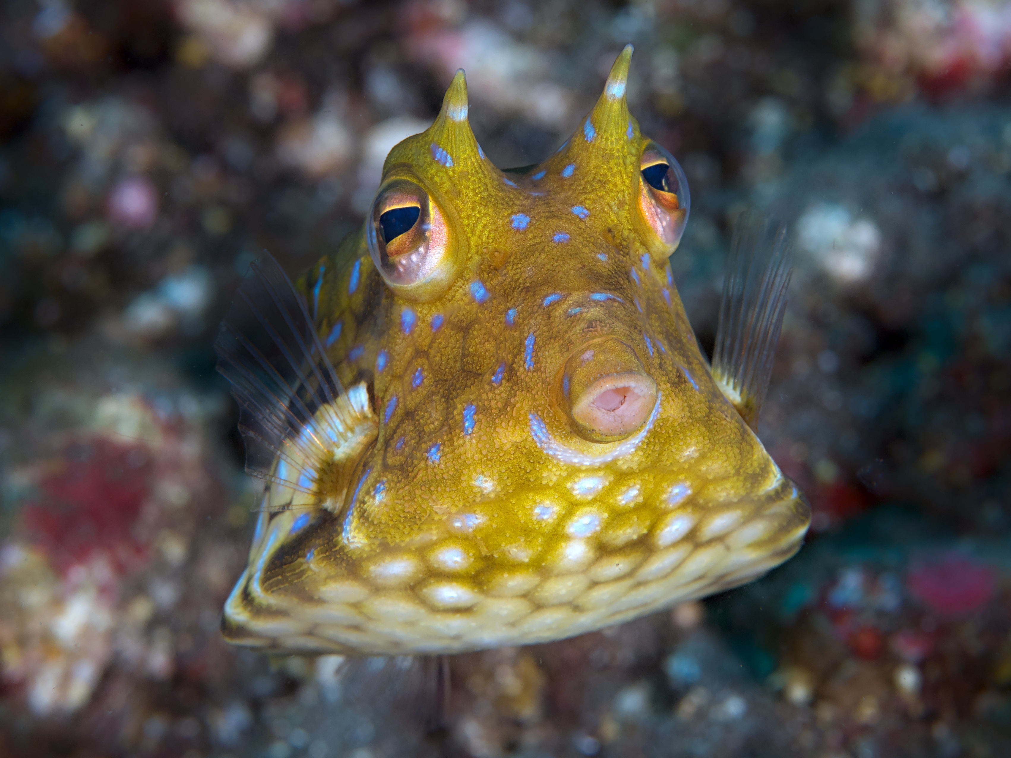 Thornback Cowfish - Lactoria fornasini