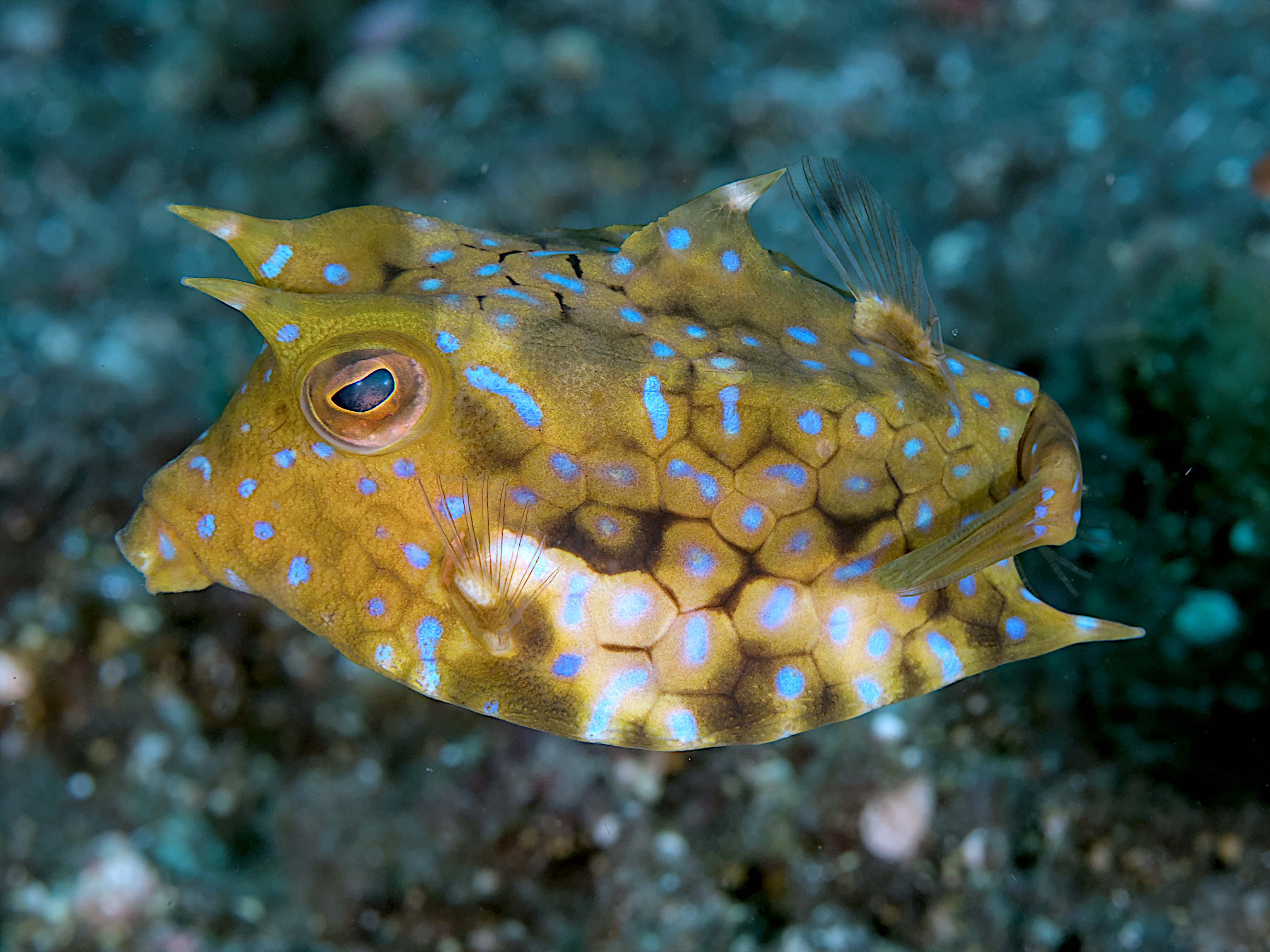 Thornback Cowfish - Lactoria fornasini