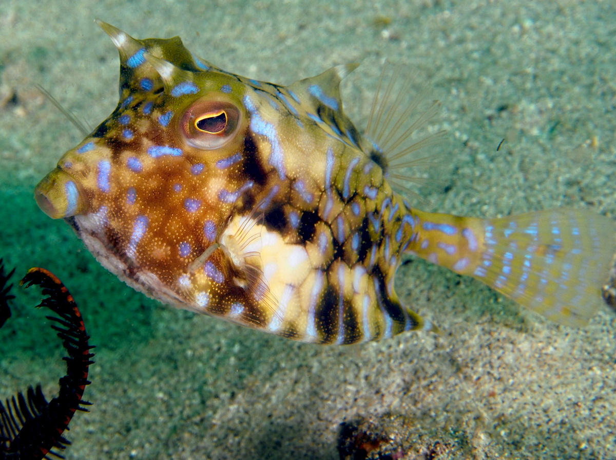 Thornback Cowfish - Lactoria fornasini