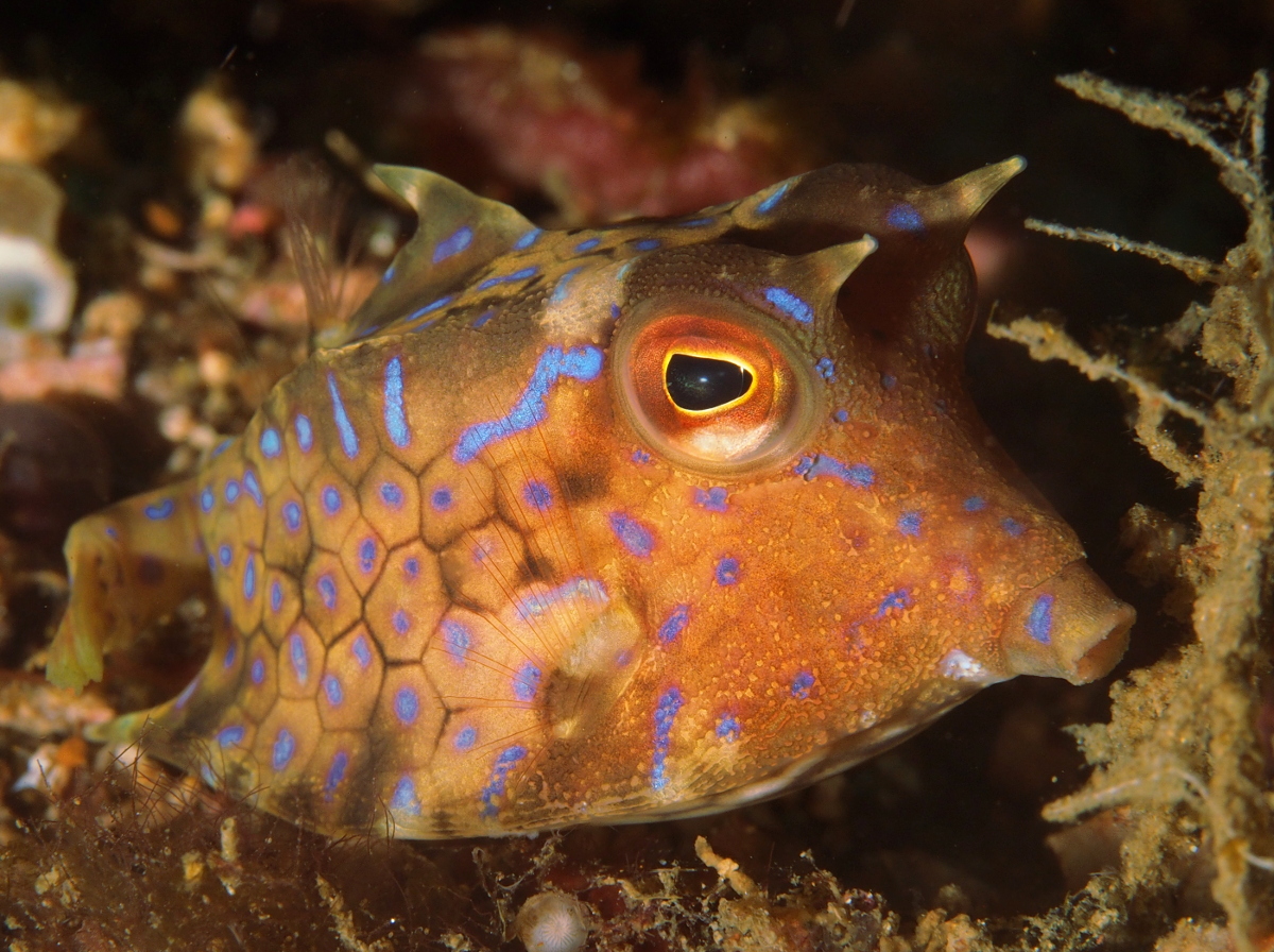 Thornback Cowfish - Lactoria fornasini