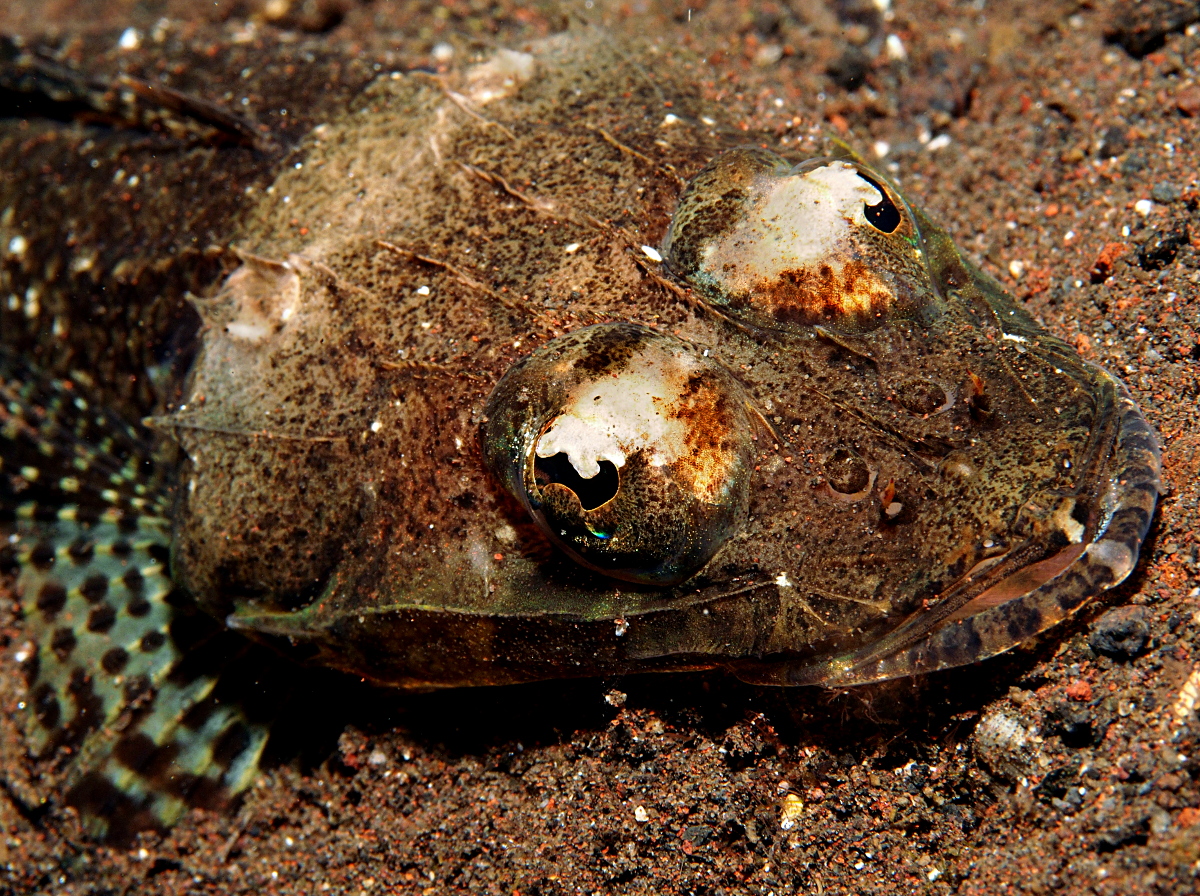 Thorny Flathead - Rogadius pristiger