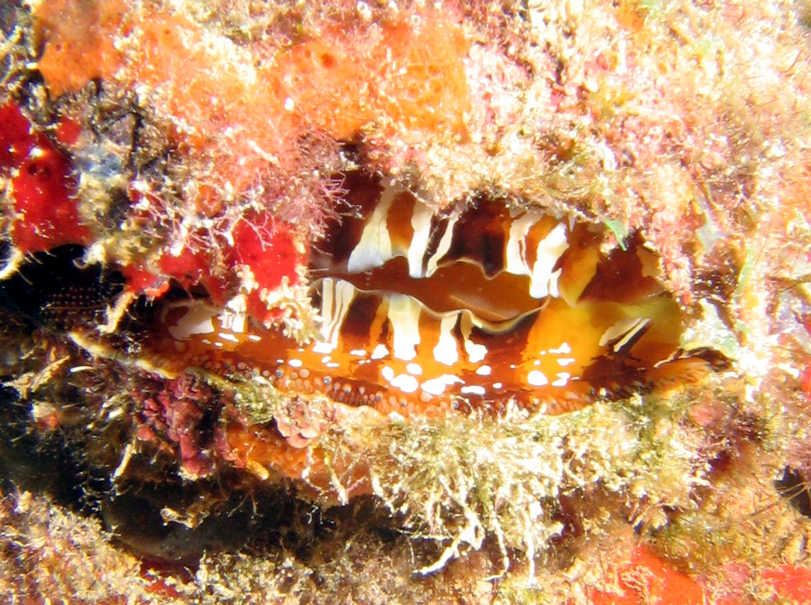 Atlantic Thorny-Oyster - Spondylus americanus