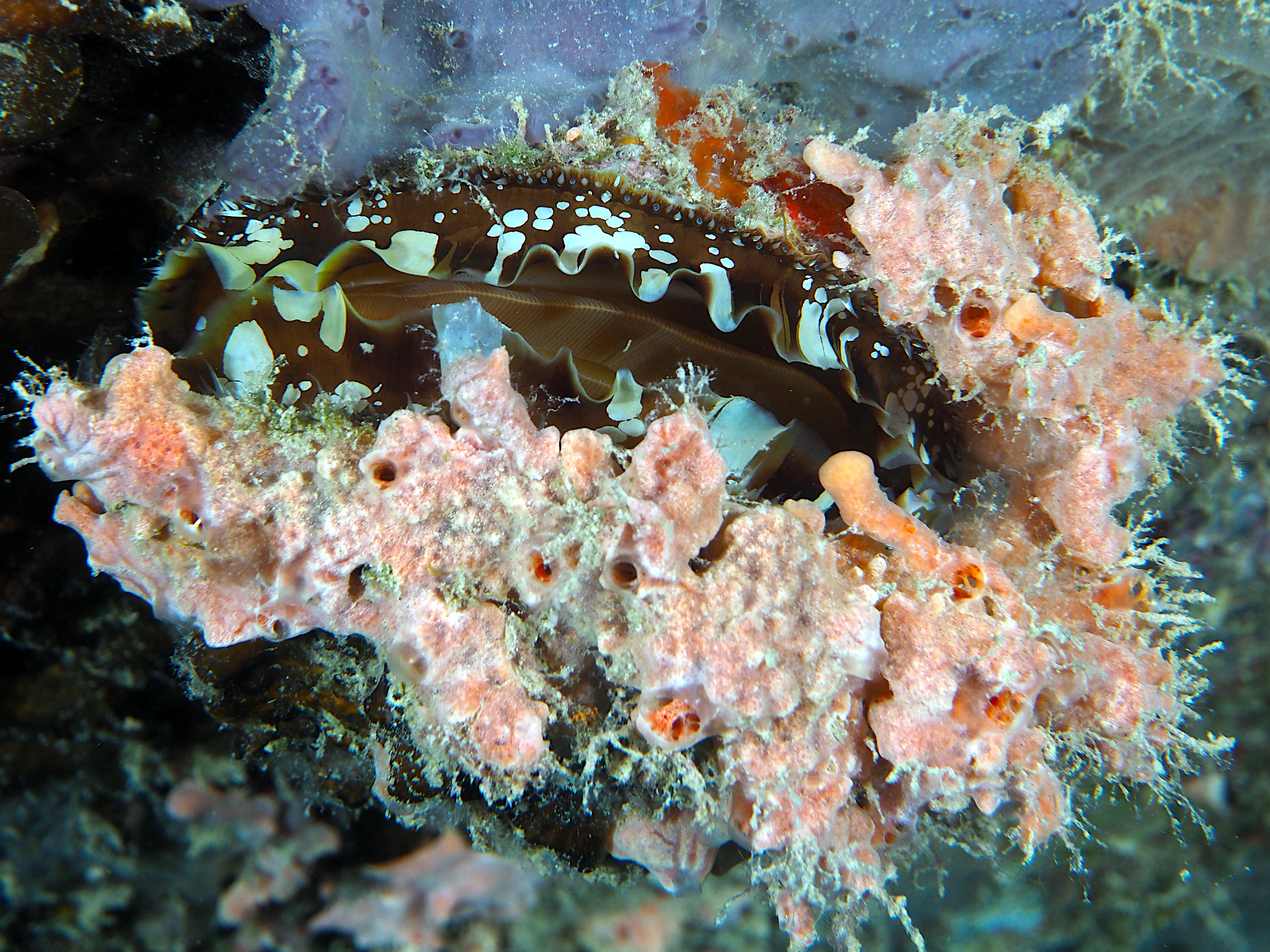 Atlantic Thorny-Oyster - Spondylus americanus
