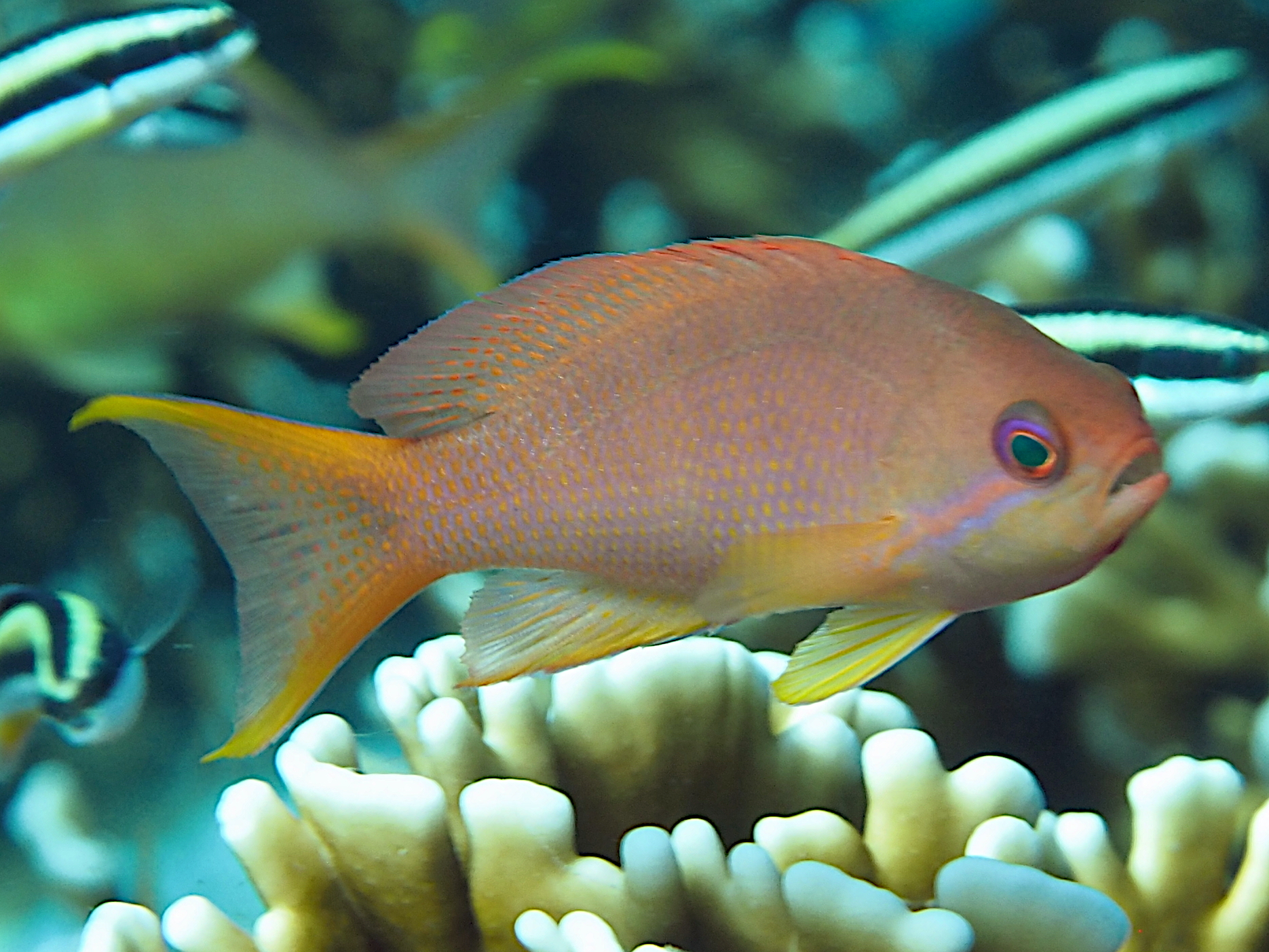 Threadfin Anthias - Pseudanthias huchtii