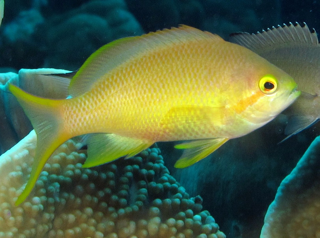 Threadfin Anthias - Pseudanthias huchtii