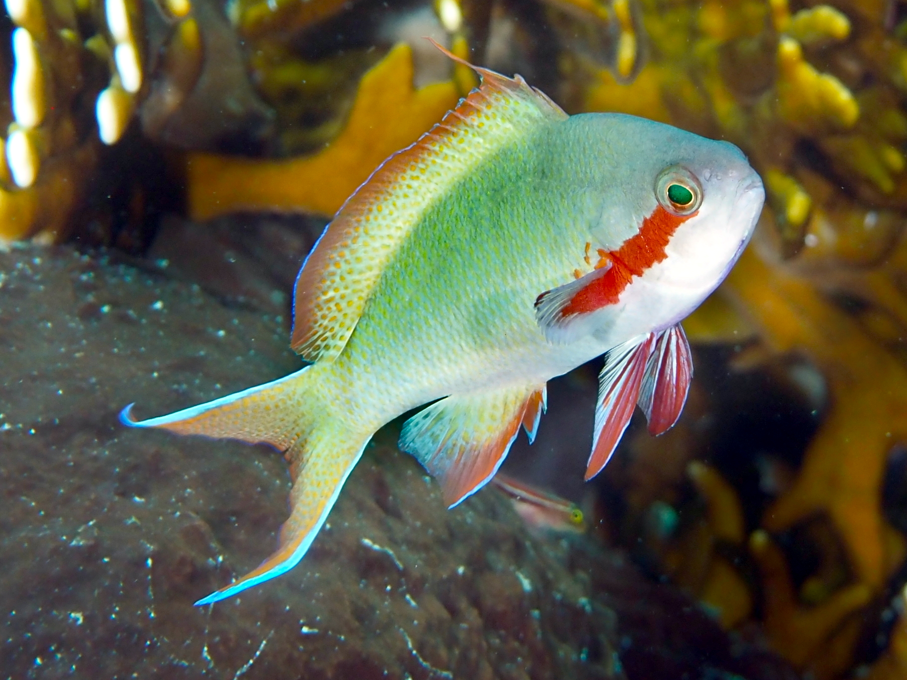 Threadfin Anthias - Pseudanthias huchtii