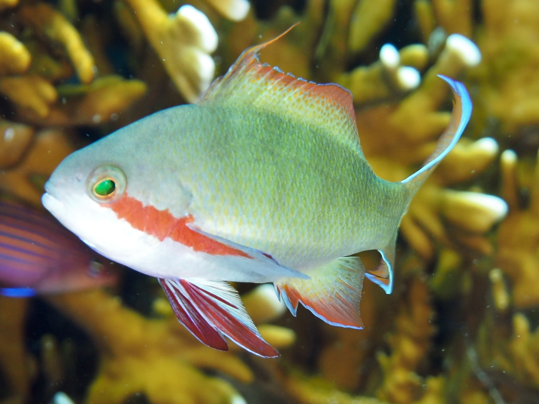 Threadfin Anthias - Pseudanthias huchtii