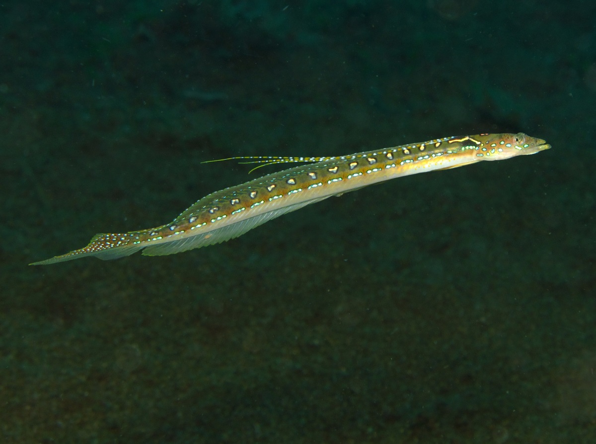 Threadfin Sand Diver - Trichonotus elegans - Dumaguete, Philippines