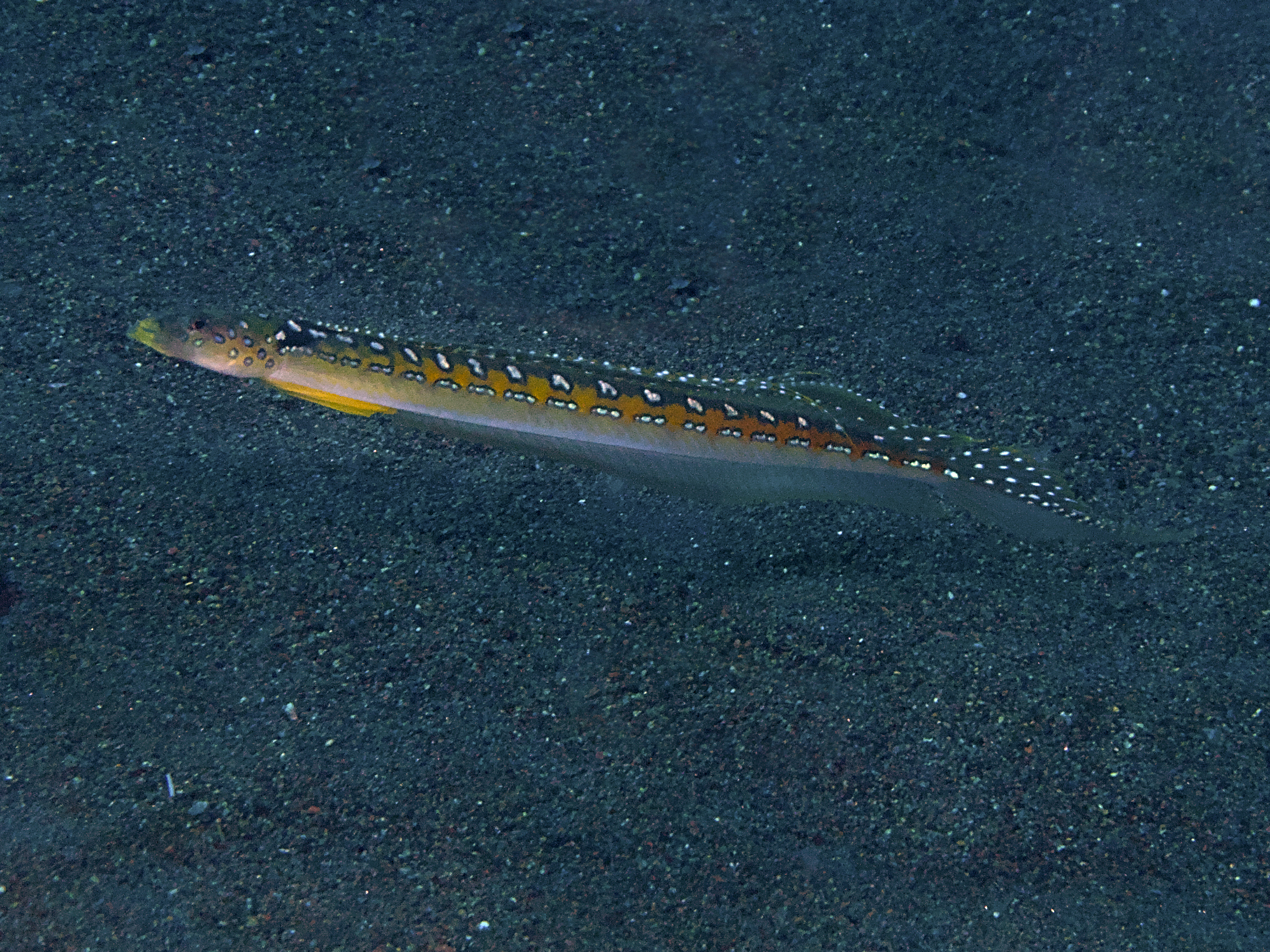 Threadfin Sand Diver - Trichonotus elegans