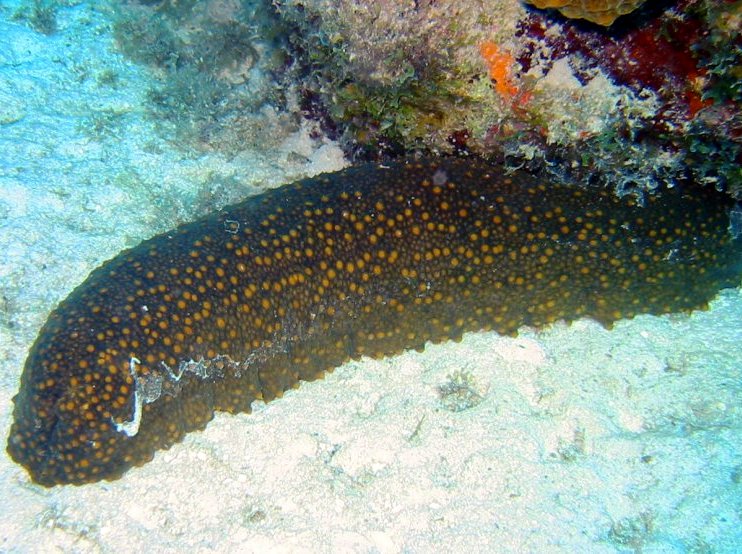 Three-Rowed Sea Cucumber - Isostichopus badionotus