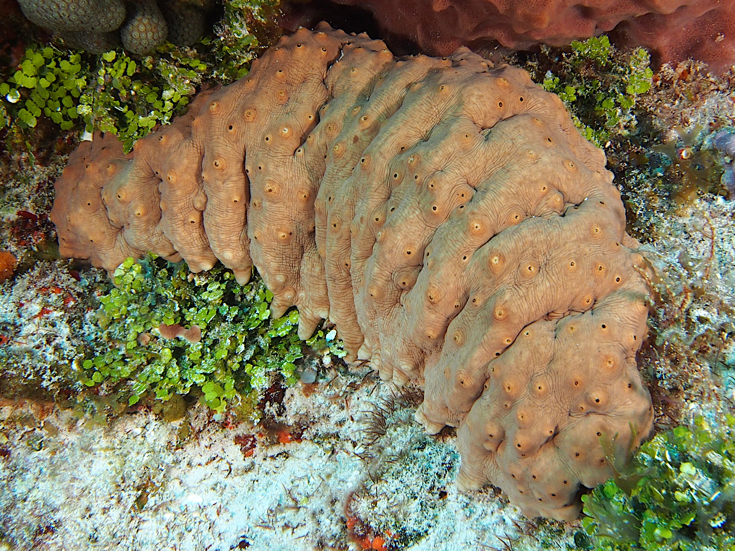 Three-Rowed Sea Cucumber - Isostichopus badionotus