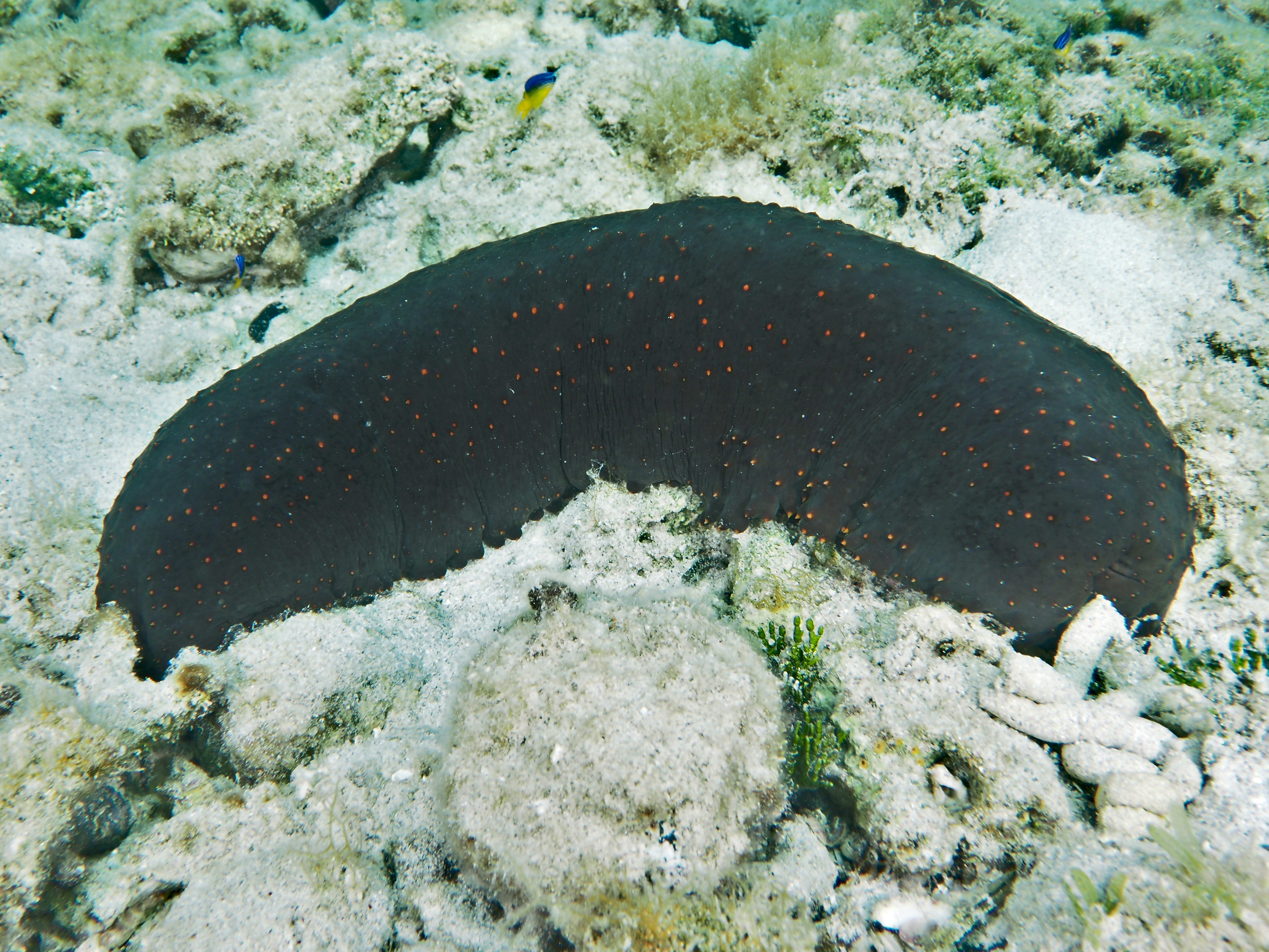 Three-Rowed Sea Cucumber - Isostichopus badionotus