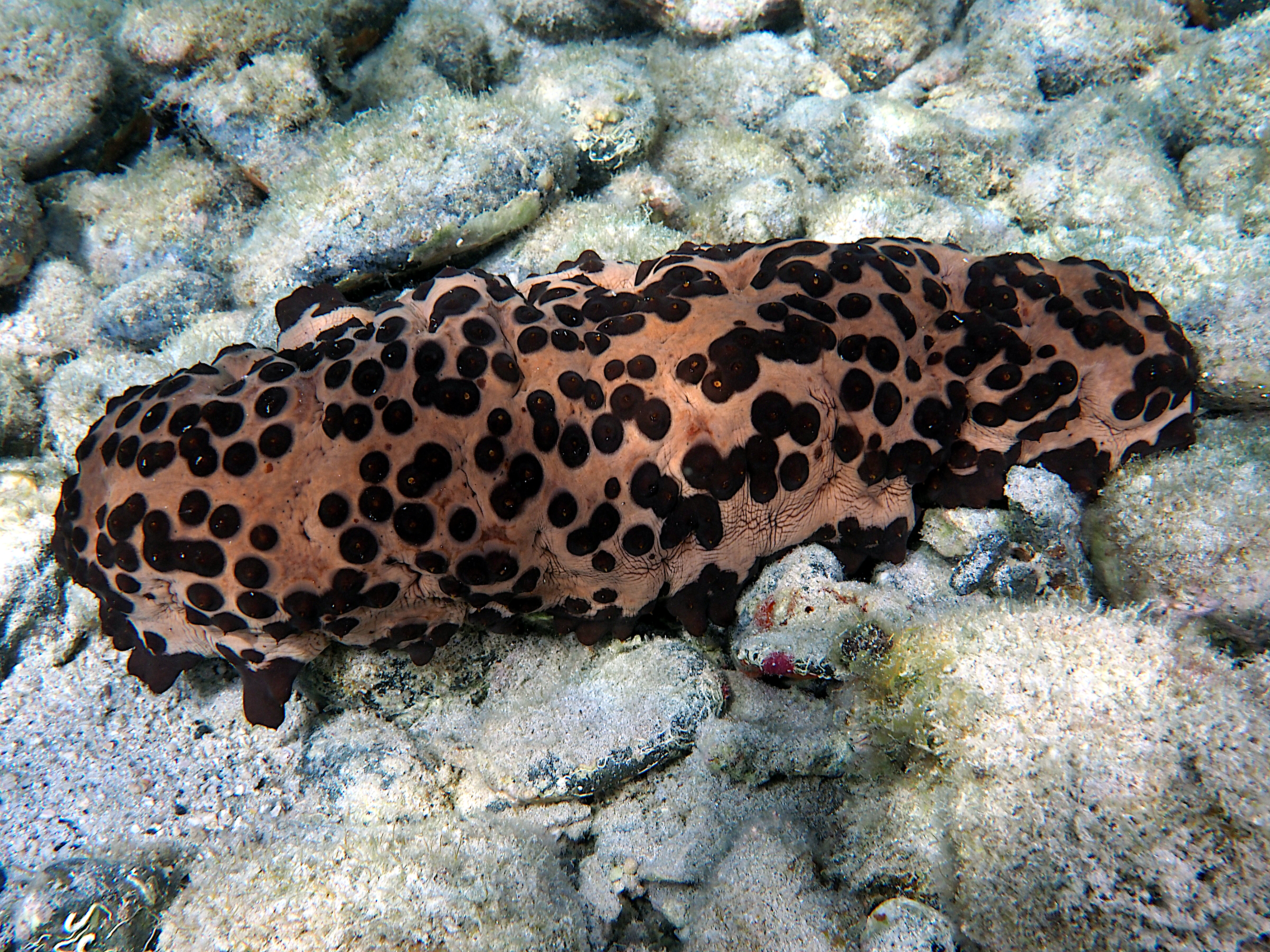 Three-Rowed Sea Cucumber - Isostichopus badionotus
