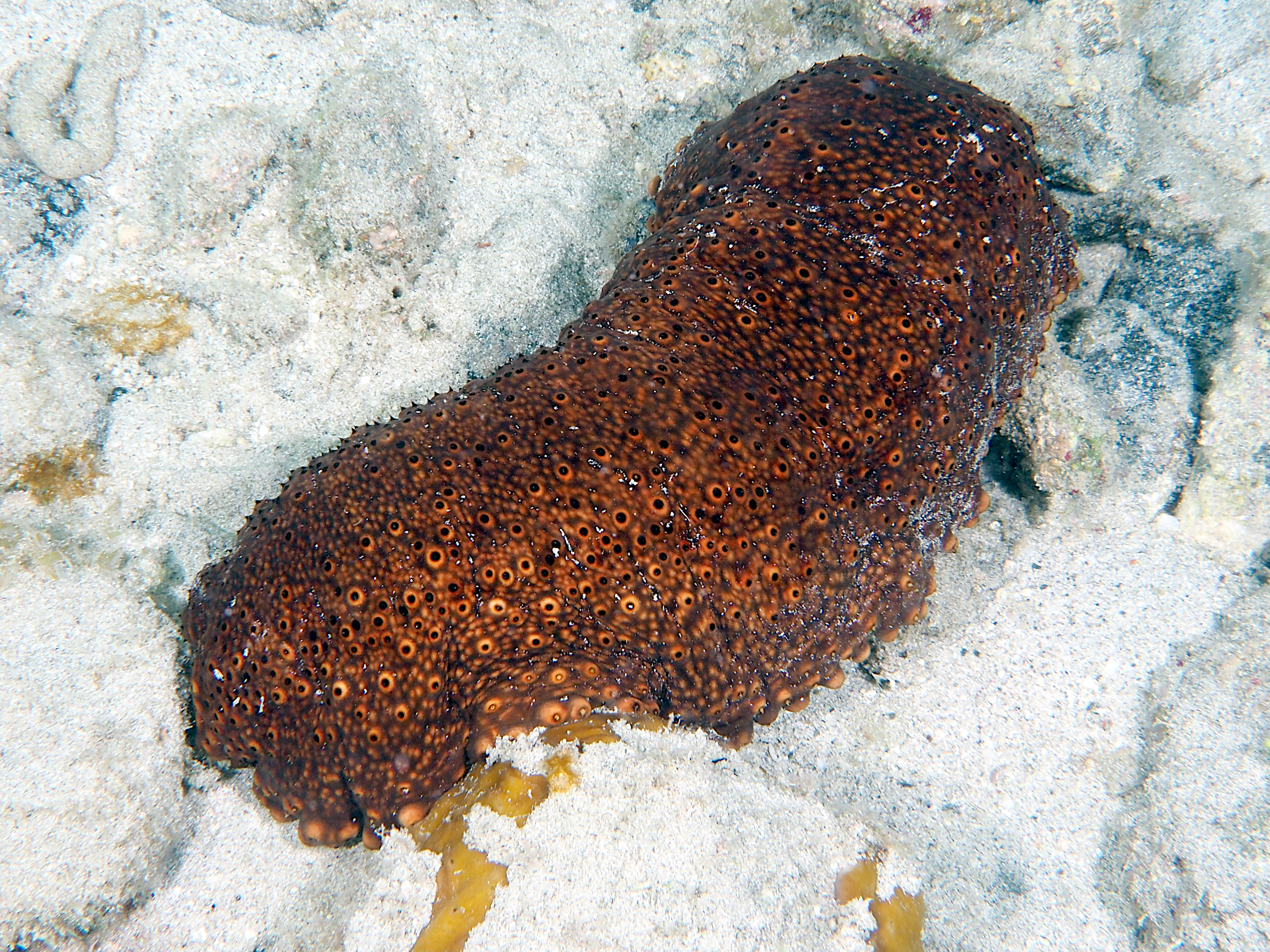 Three-Rowed Sea Cucumber - Isostichopus badionotus