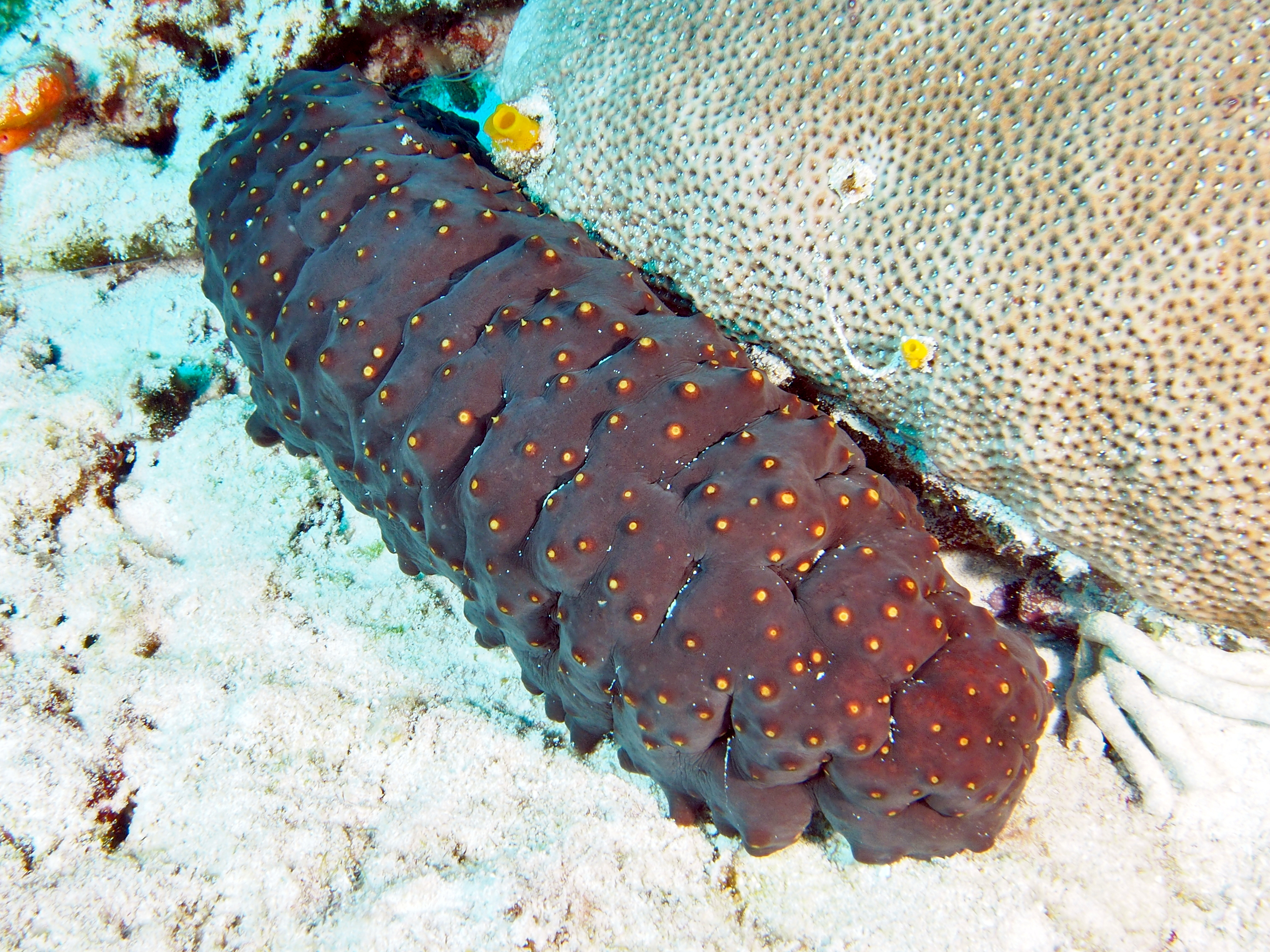 Three-Rowed Sea Cucumber - Isostichopus badionotus