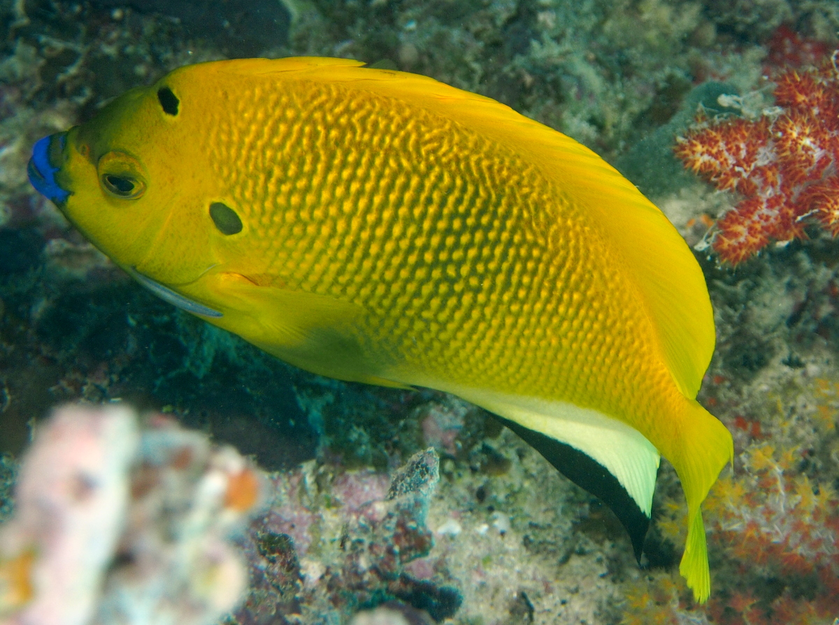 Threespot Angelfish - Apolemichthys trimaculatus