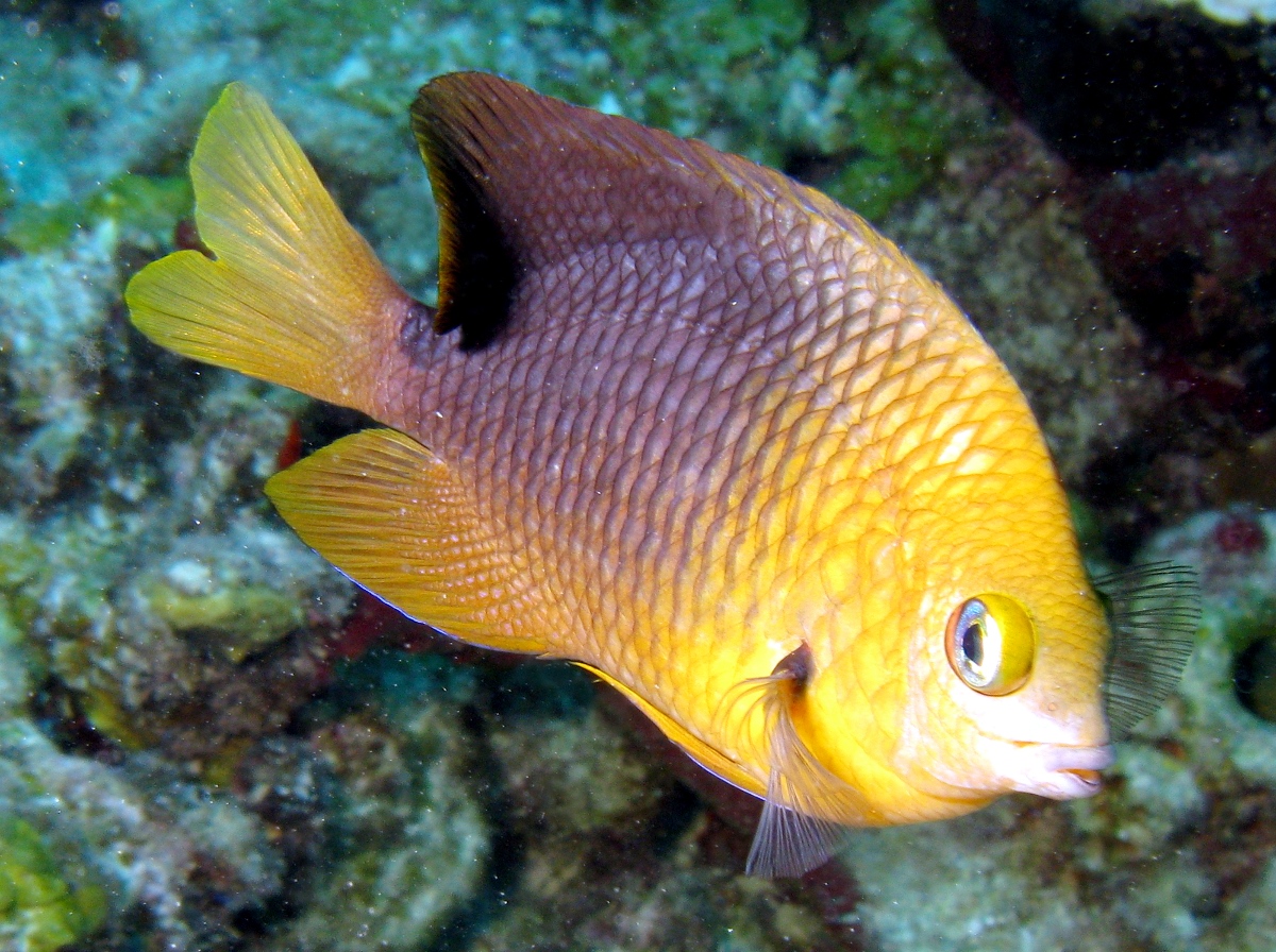 Threespot Damselfish - Stegastes planifrons