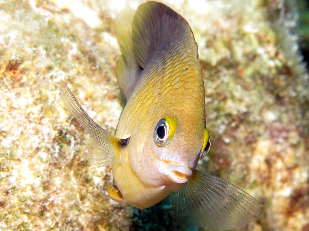 Threespot Damselfish - Stegastes planifrons