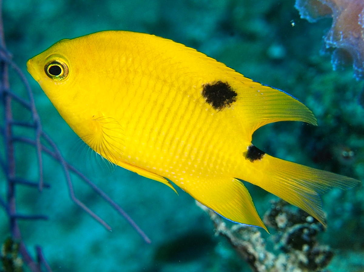 Threespot Damselfish - Stegastes planifrons