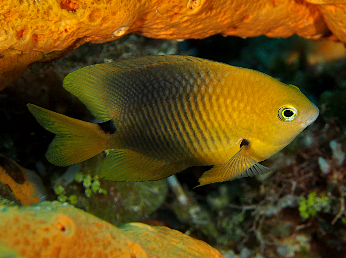 Threespot Damselfish - Stegastes planifrons