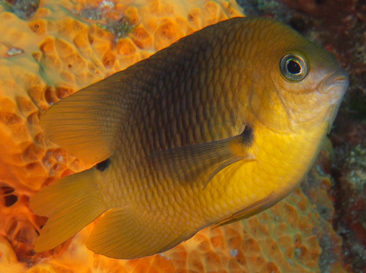 Threespot Damselfish - Stegastes planifrons