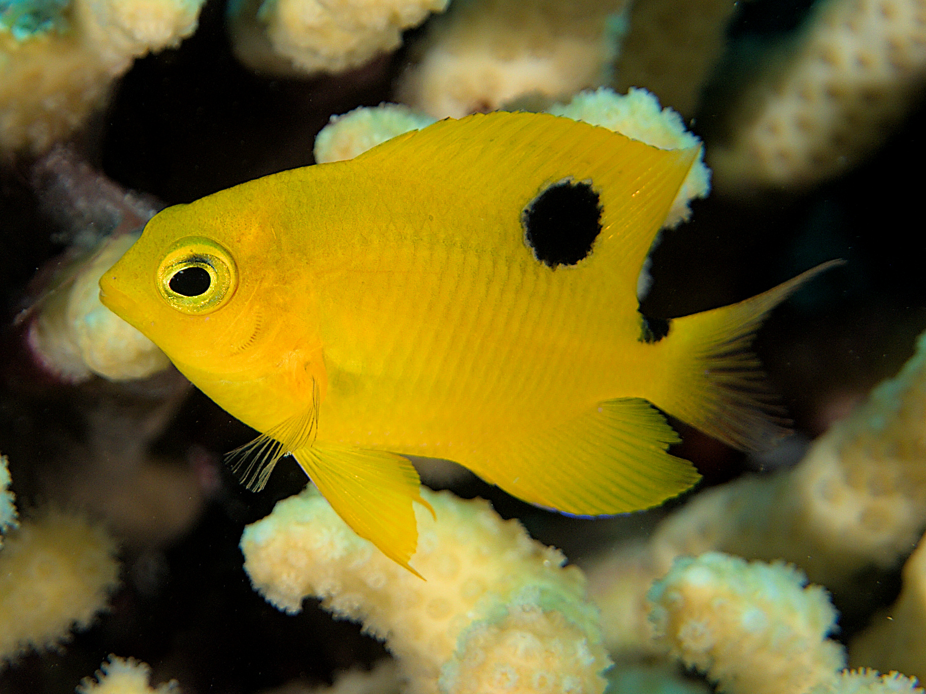 Threespot Damselfish - Stegastes planifrons