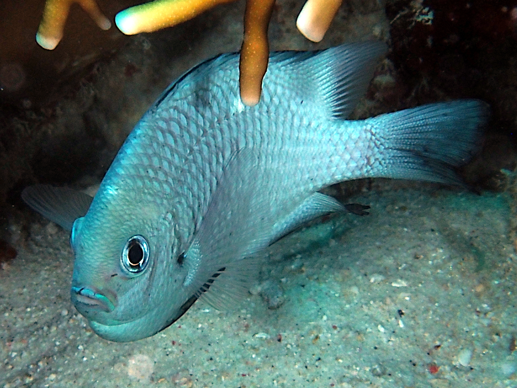 Threespot Dascyllus - Dascyllus trimaculatus